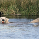 Illustration for article titled Polar Bear Shows Off For His New Friend